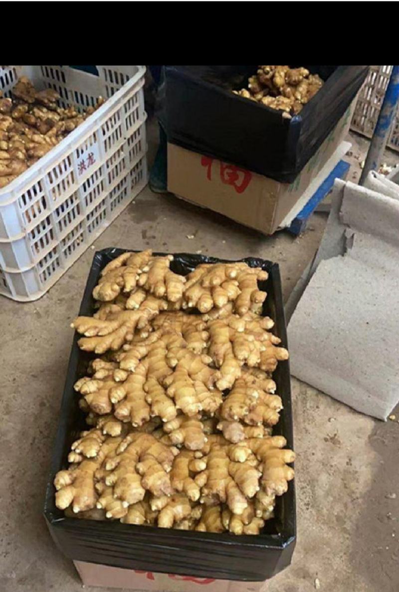 热推～陕西圆头姜大小黄姜产地批发，快大、颜色好看，风干姜