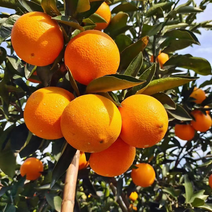 夏橙湖北秭归精品夏橙，皮薄华渣，水嫩多汁，可视频现场看货