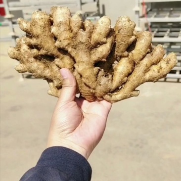 推荐～浙江圆头沙土小黄姜，水洗姜、风干姜、产地直销
