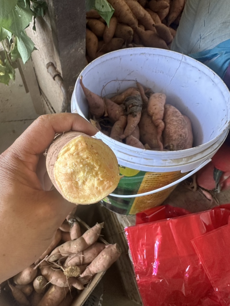 河南开封沙地红薯大量上货，蜜薯，量大从优