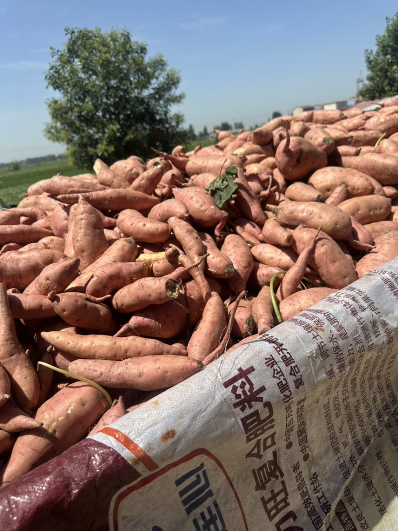 河南开封沙地红薯大量上货，蜜薯，量大从优