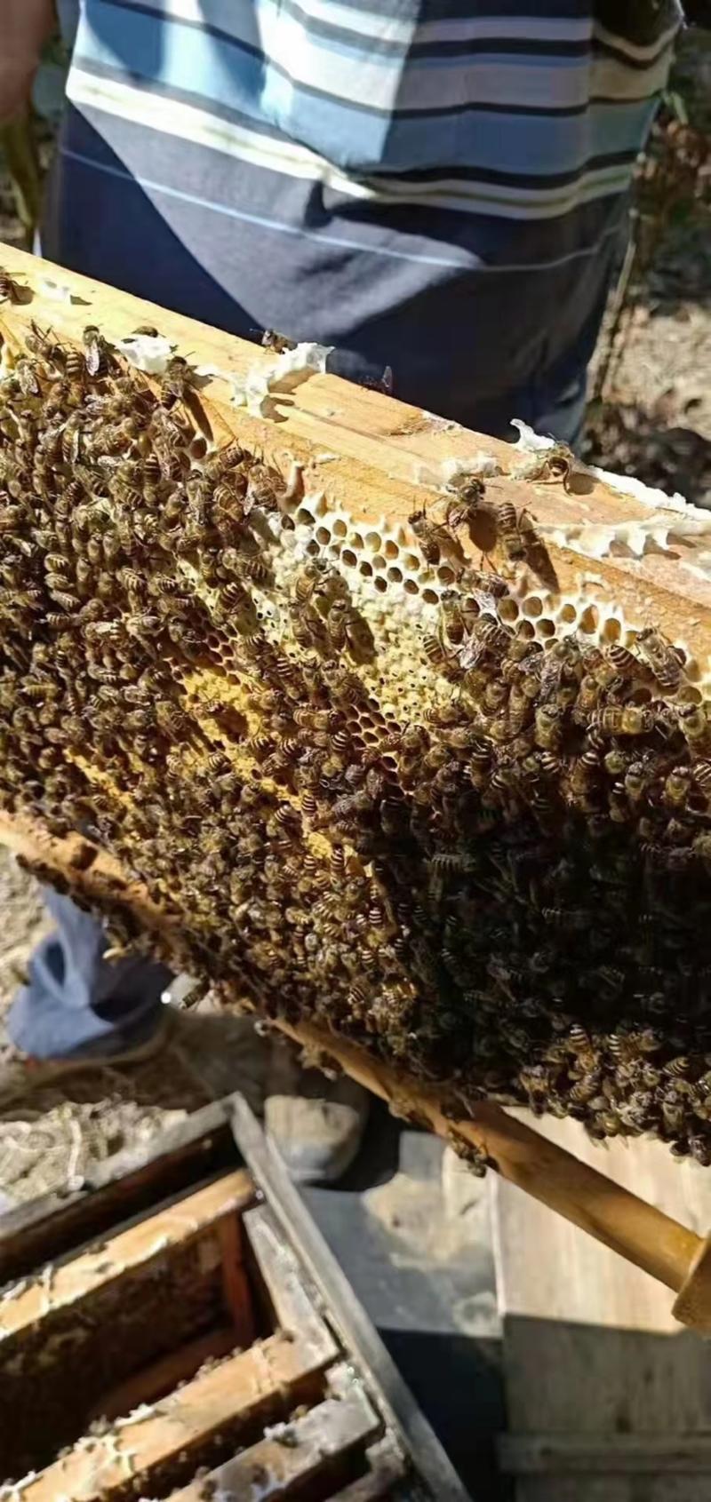 农家自养蜂蜜