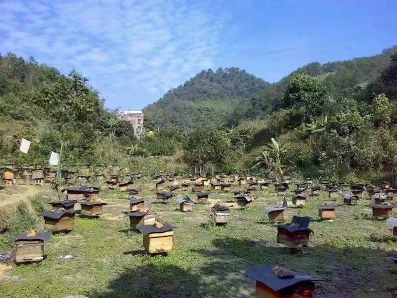 农家自养蜂蜜