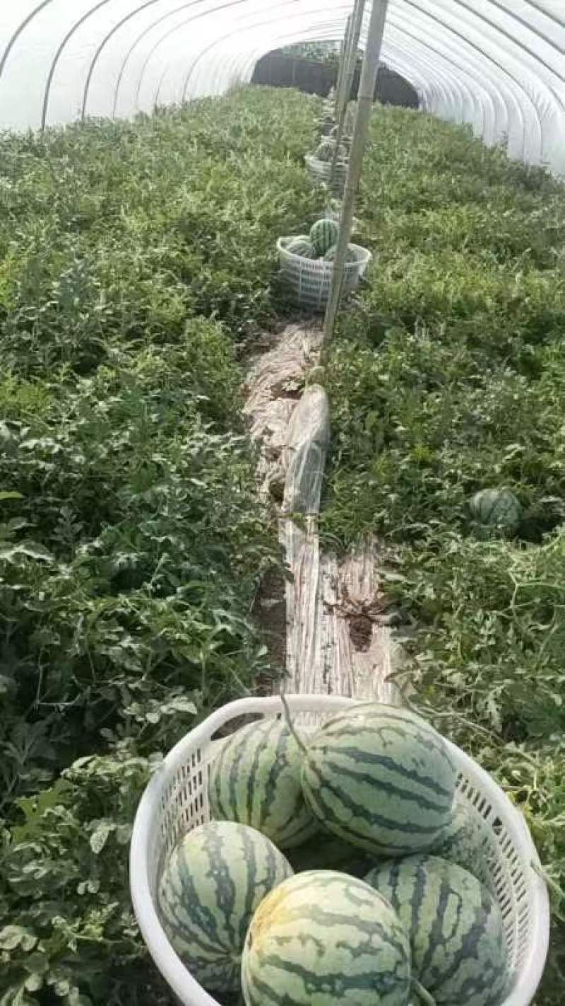 唐山丰南二茬麒麟美都西瓜
