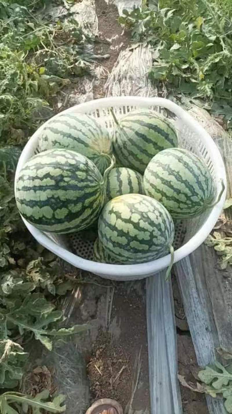 唐山丰南二茬麒麟美都西瓜
