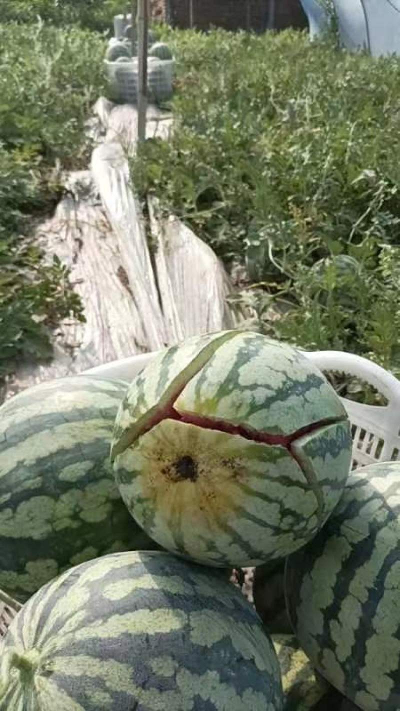 唐山丰南二茬麒麟美都西瓜