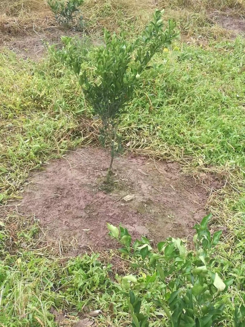 【精选】佛手苗佛手插条观赏佛手川佛手种苗基地直供