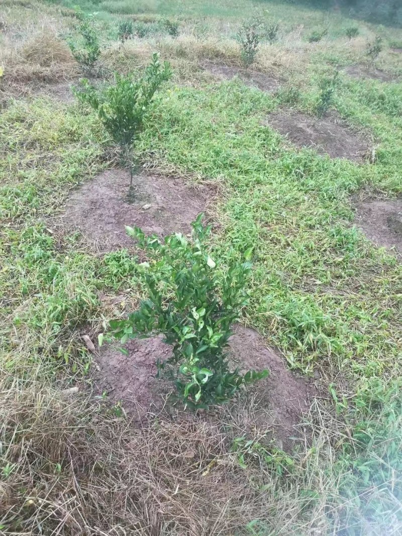 【精选】佛手苗佛手插条观赏佛手川佛手种苗基地直供