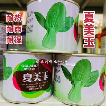 欧兰德夏美玉抗热青梗菜种子耐热耐雨耐湿青菜种子不易死颗