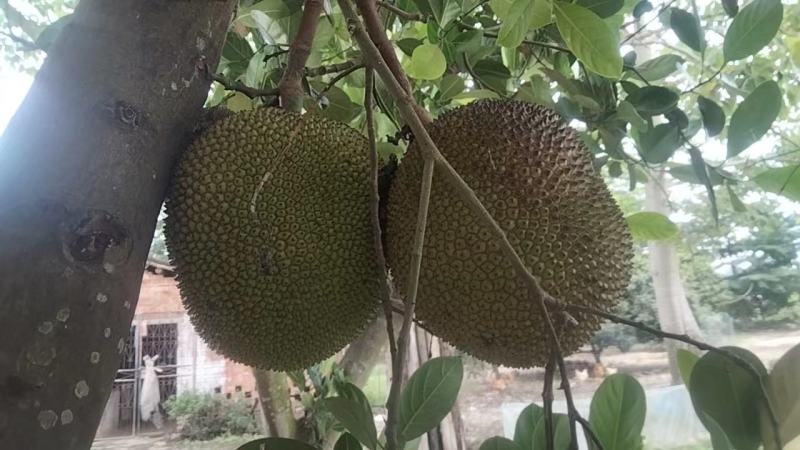 高州市本地菠萝蜜