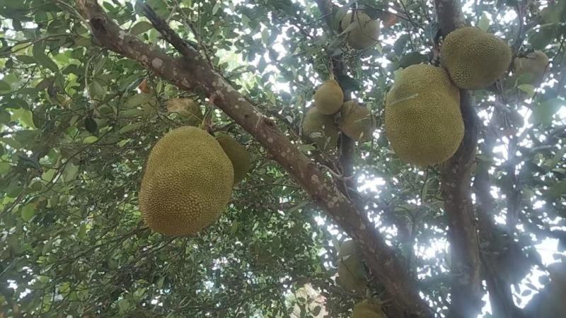 高州市本地菠萝蜜