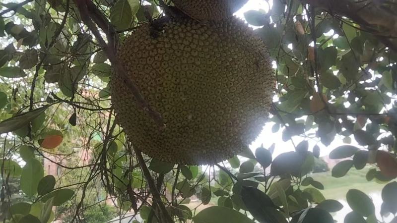 高州市本地菠萝蜜