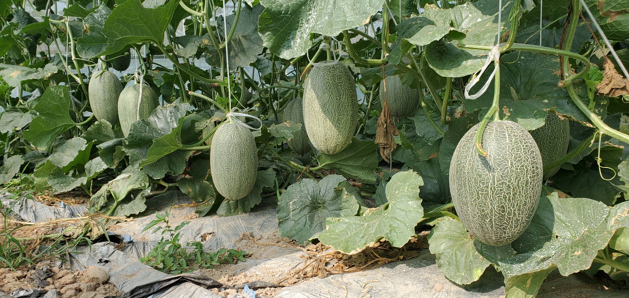 哈密瓜春季整枝示意图