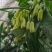 【黄精芽头】黄精芽头块茎老虎姜芽头块茎优良品种种植回收