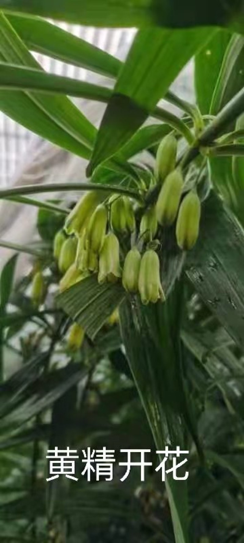 【黄精芽头】黄精芽头块茎老虎姜芽头块茎优良品种种植回收