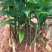【黄精芽头】黄精芽头块茎老虎姜芽头块茎优良品种种植回收