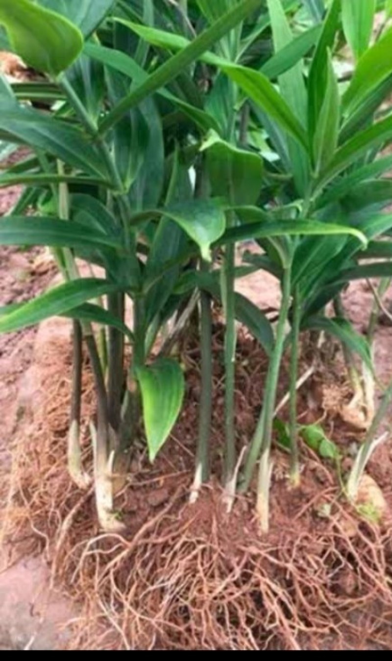 【黄精芽头】黄精芽头块茎老虎姜芽头块茎优良品种种植回收