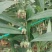 【黄精芽头】黄精芽头块茎老虎姜芽头块茎优良品种种植回收
