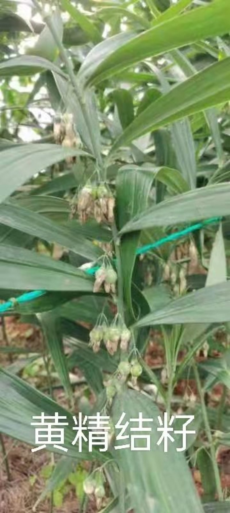 【黄精芽头】黄精芽头块茎老虎姜芽头块茎优良品种种植回收
