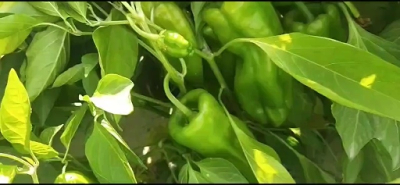 螺椒
