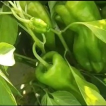 螺椒