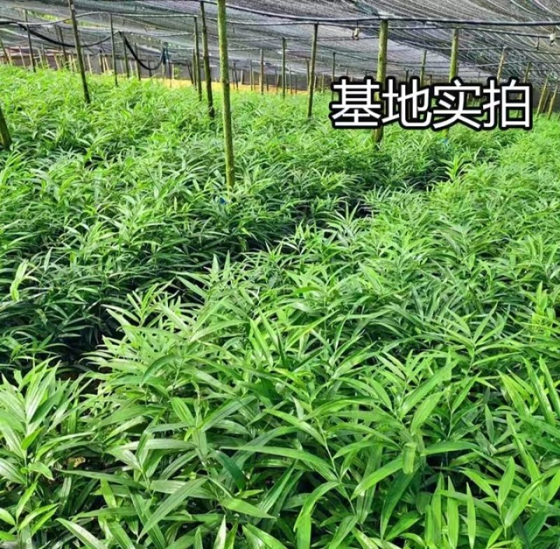 【优选】黄精种子黄精催芽种子基地直