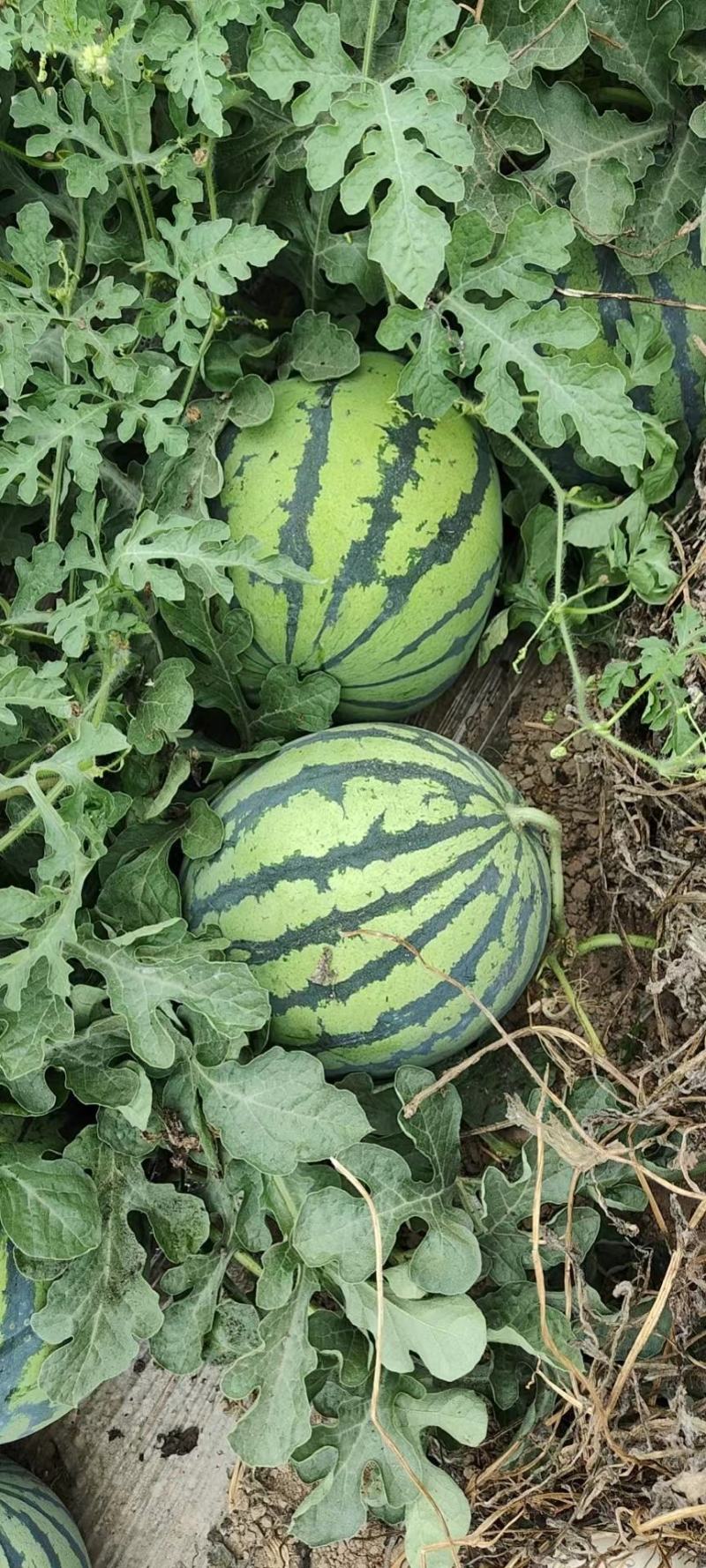 甘肃大棚麒麟美都无籽西瓜台农种植质量好产地一手货源