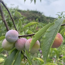 四川茵红李