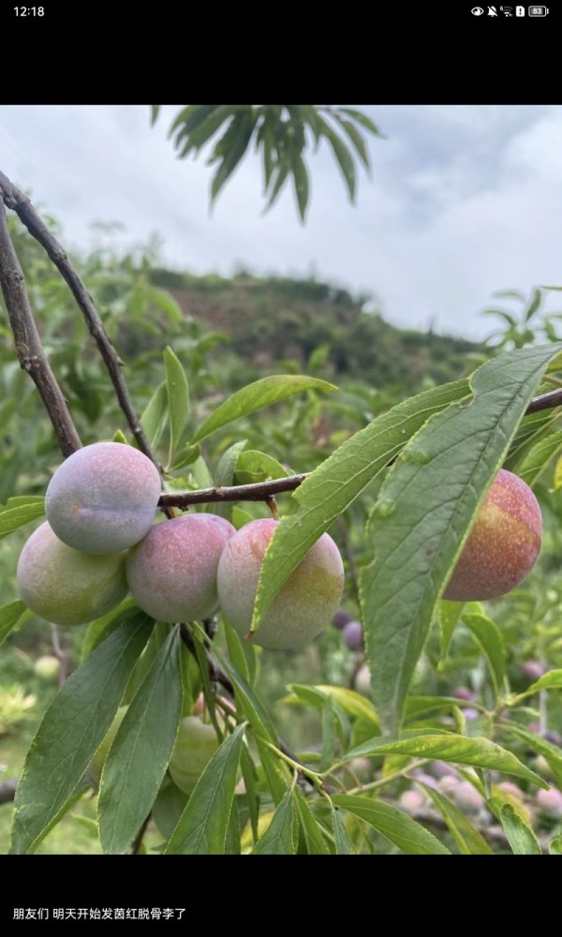 四川茵红李