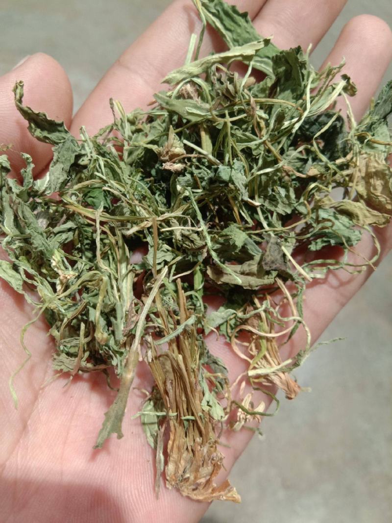 紫花地丁药用新货整颗，片，规格齐全实拍现货24小时内发货