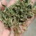 紫花地丁药用新货整颗,片,规格齐全实拍现货24小时内发货