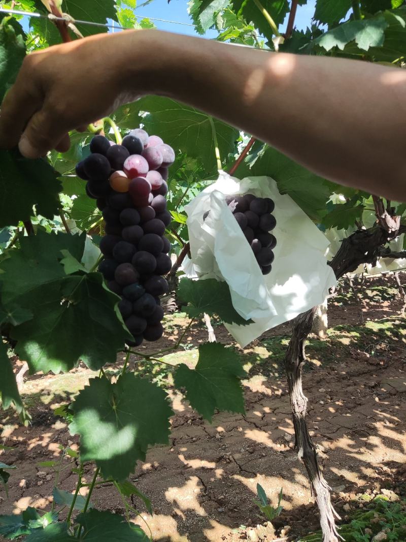 露天葡萄上市了！自家果园，品质保证！