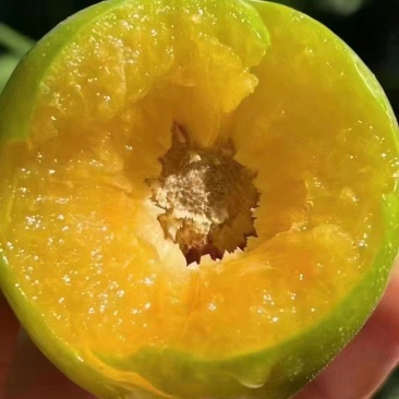 青脆李