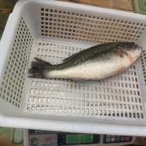 鲈鱼