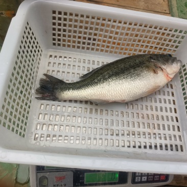 鲈鱼