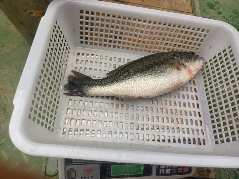 鲈鱼