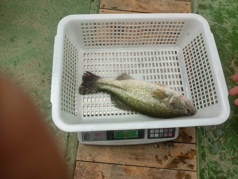 鲈鱼
