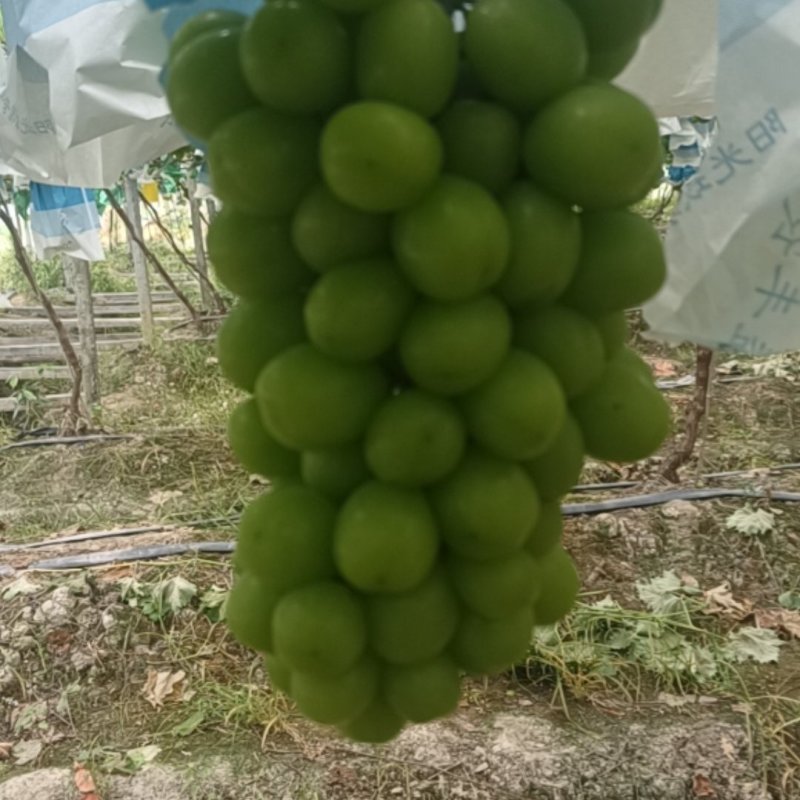 阳光玫瑰葡萄