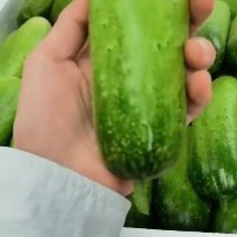 水果黄瓜产地看货论价保质保量欢迎订购