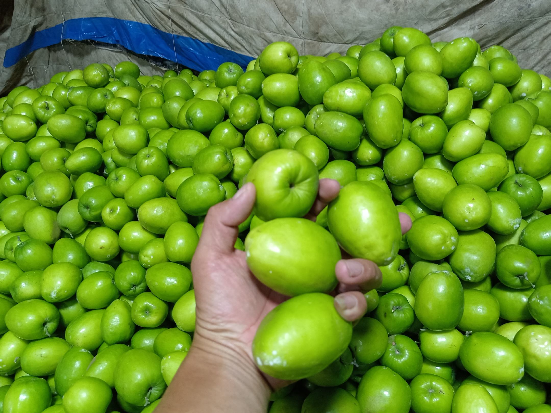 黄瓜病株清理现场图