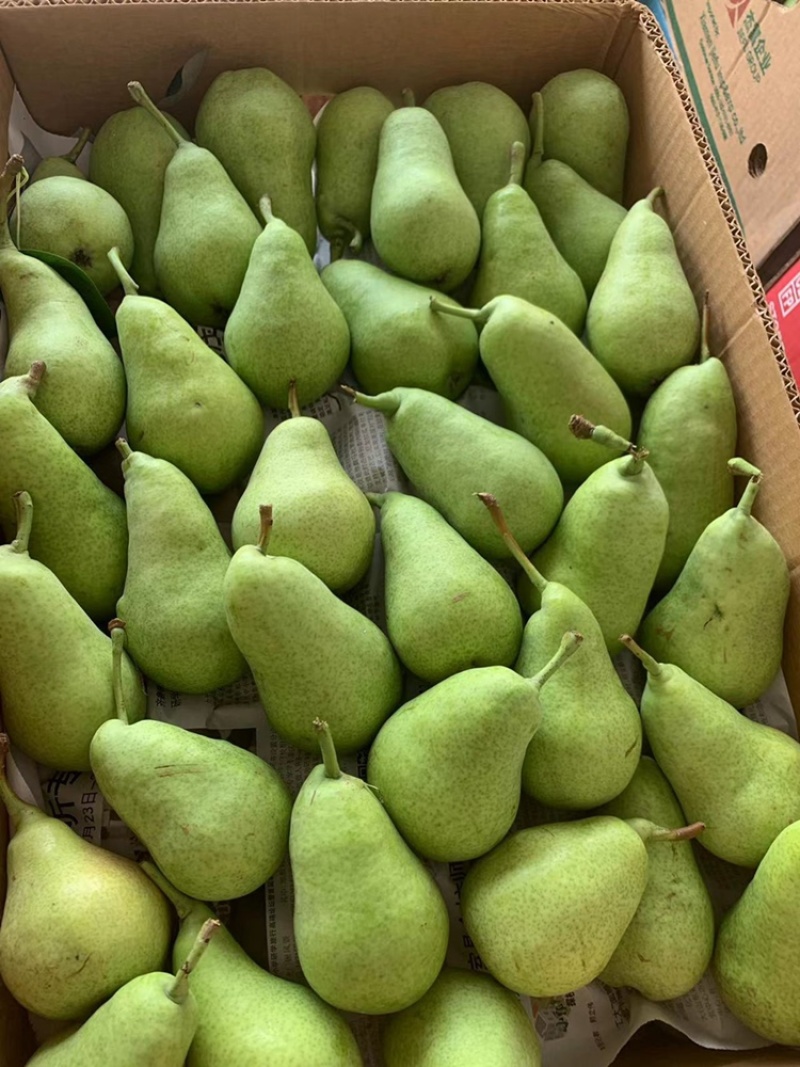 老婆梨