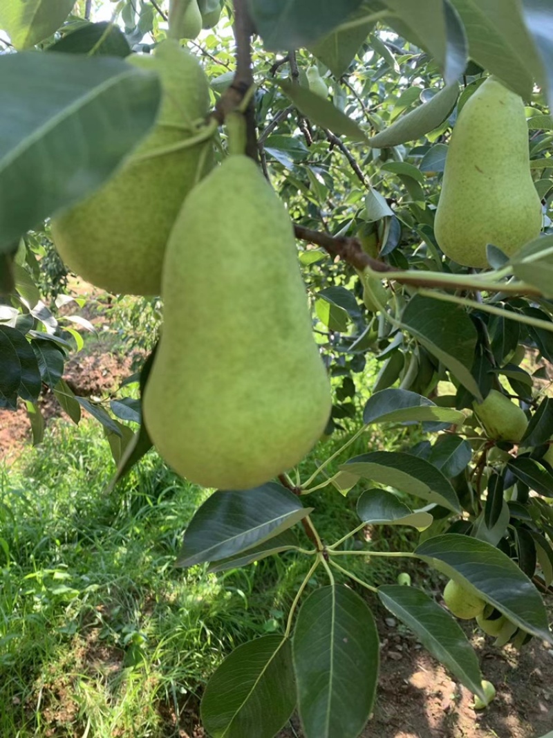 老婆梨