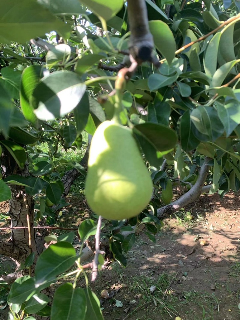 老婆梨
