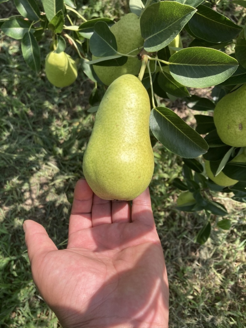 老婆梨