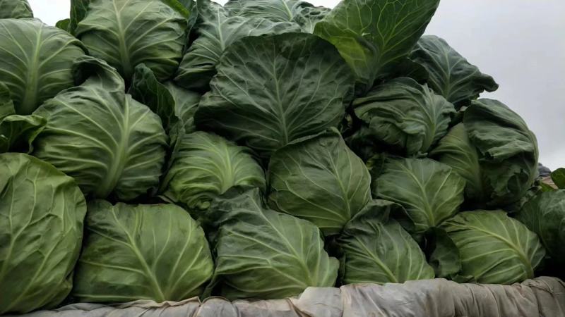 精品甘蓝大量上市，有需要的联系我
