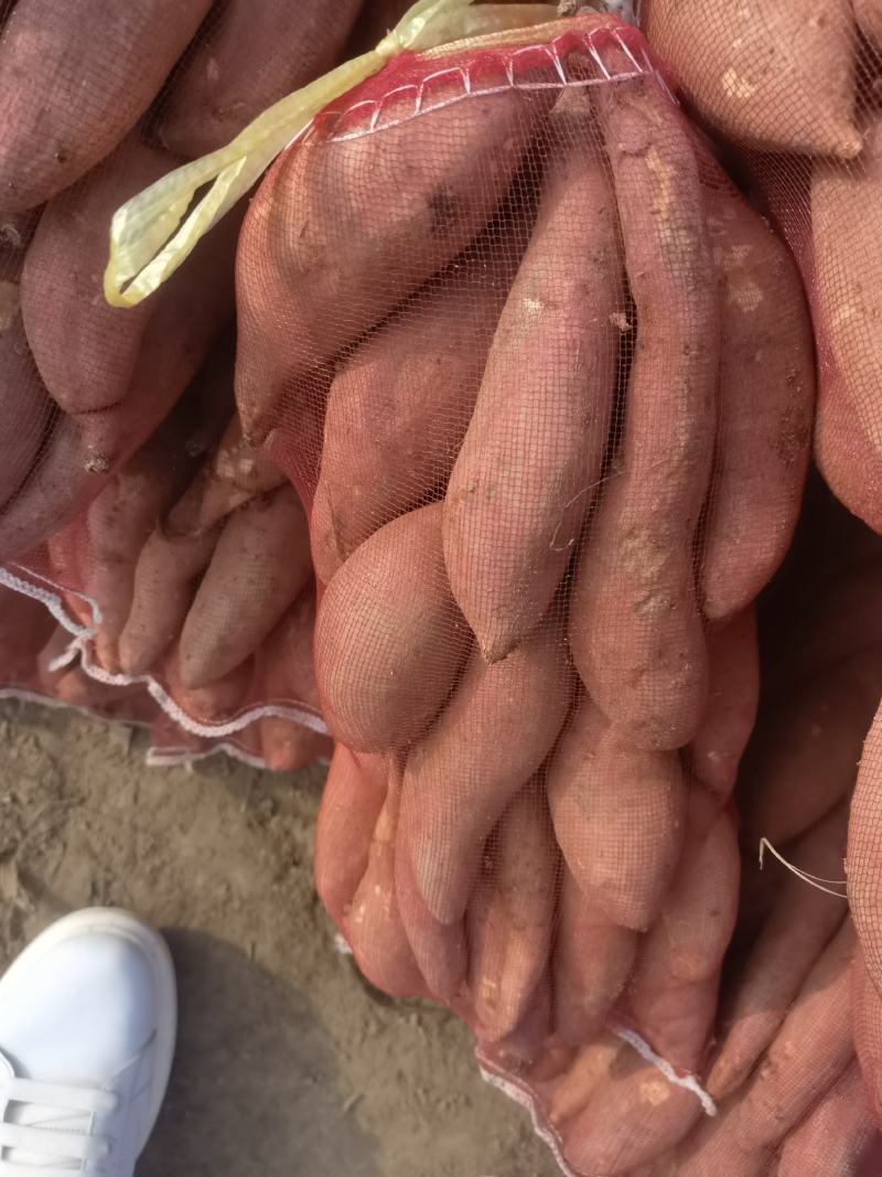 精品龙九小薯大量供应产地直发支持各种包装