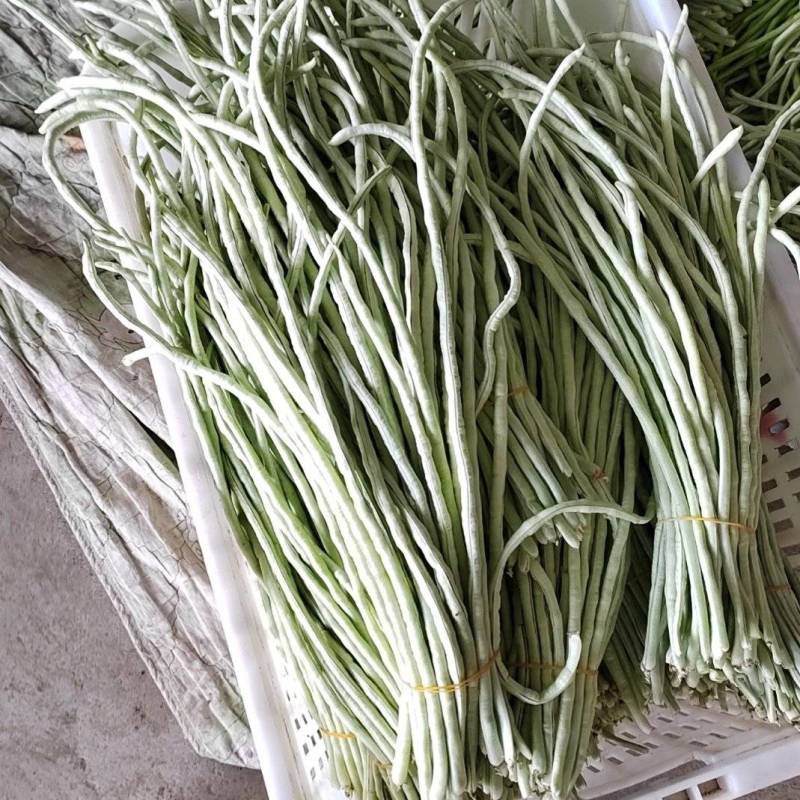 白豆角产地直发，长豆角，白豆角，湖北精品白豆角，基地直供