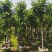 枇杷树苗