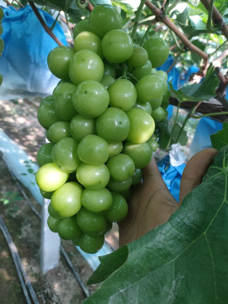 河南商丘夏邑晴王葡萄阳光玫瑰葡萄已经成熟欢迎实地考察