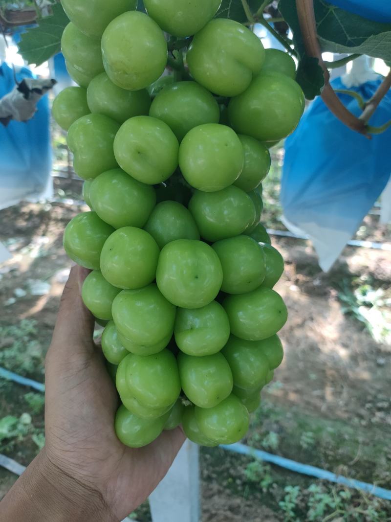 河南商丘夏邑晴王葡萄阳光玫瑰葡萄已经成熟欢迎实地考察